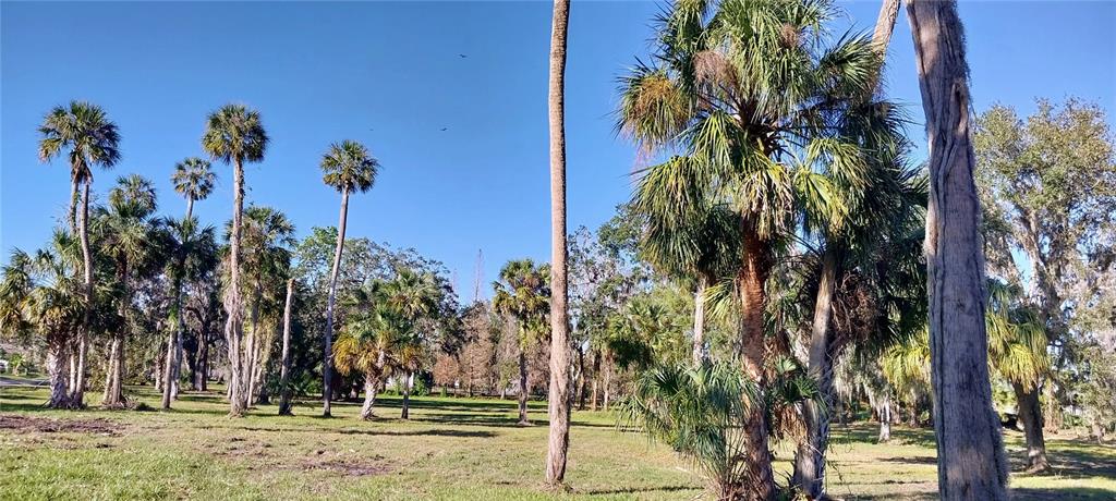 11105 Winn Road Riverview, FL 33569 - Photo 10 of 23 a view of a yard with palm trees