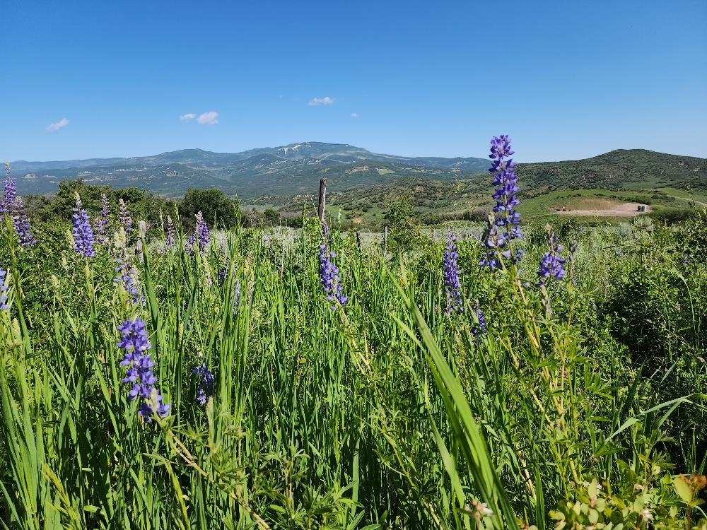 Lot 18 Harrison Creek Road Collbran, CO 81624 - Photo 11 of 30 a view of a city with lush green forest