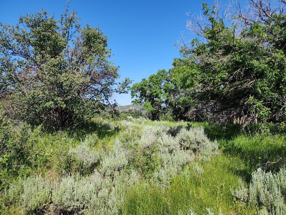 Lot 18 Harrison Creek Road Collbran, CO 81624 - Photo 12 of 30 a view of a lush green space