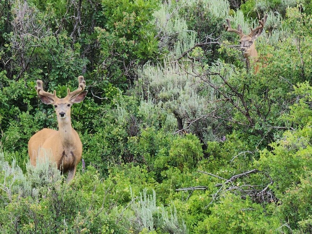 Lot 18 Harrison Creek Road Collbran, CO 81624 - Photo 15 of 30 a view of a yard in a forest