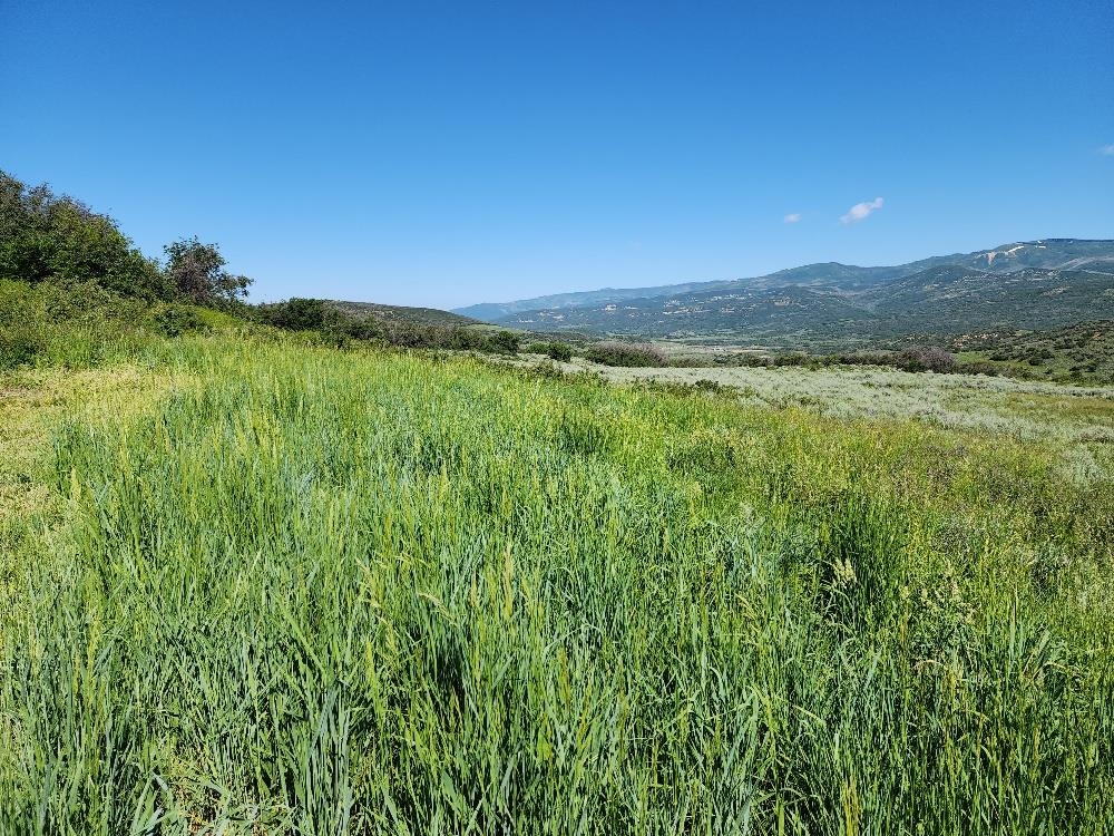 Lot 18 Harrison Creek Road Collbran, CO 81624 - Photo 3 of 30 a view of a lush green outdoor space with a lake view