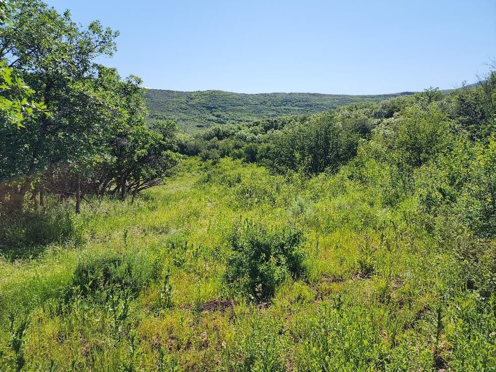 Lot 18 Harrison Creek Road Collbran, CO 81624 - Photo 4 of 30 a view of a green field with lots of bushes
