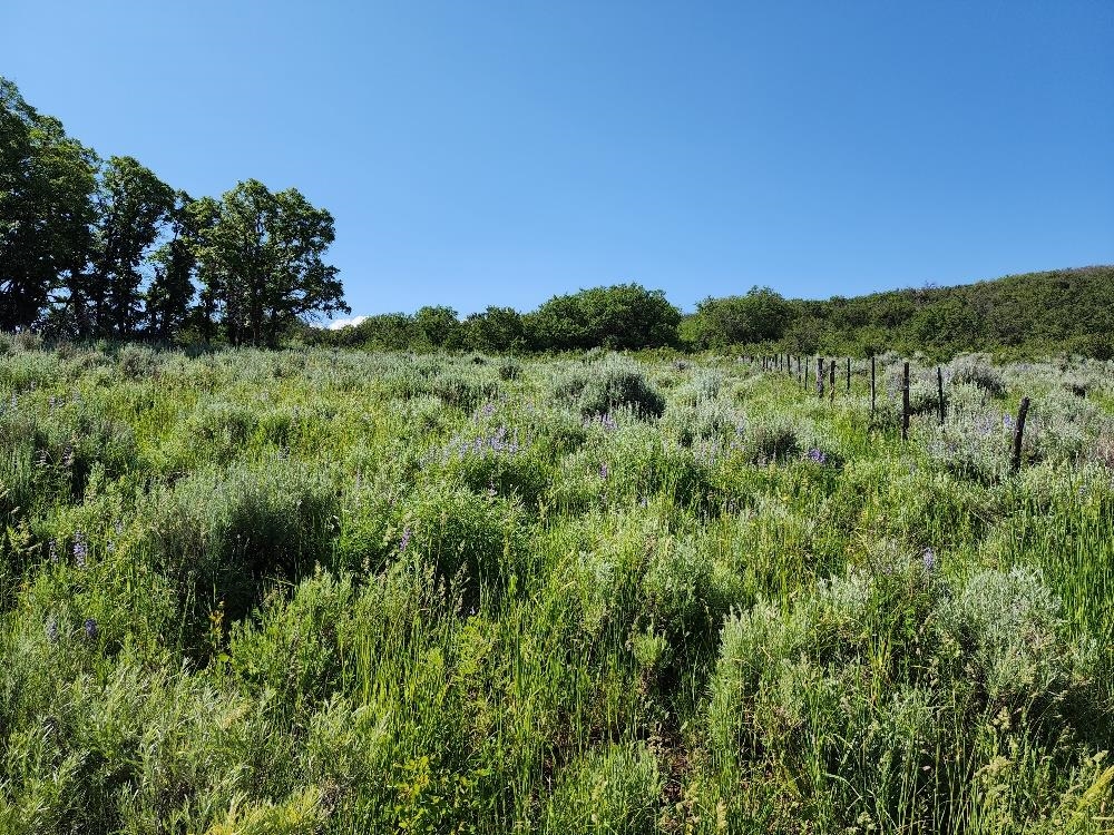 Lot 18 Harrison Creek Road Collbran, CO 81624 - Photo 5 of 30 a view of a lush green space with sea