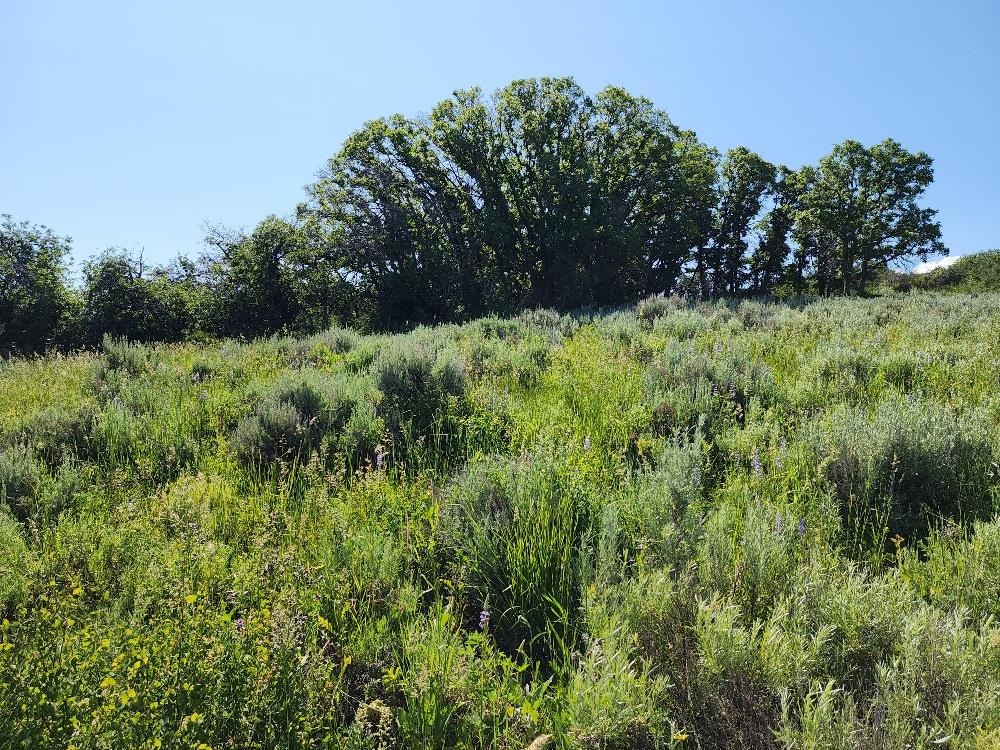 Lot 18 Harrison Creek Road Collbran, CO 81624 - Photo 6 of 30 a view of lush green forest