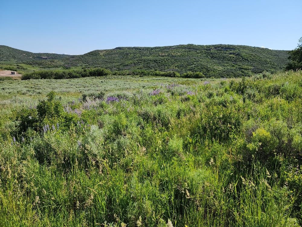 Lot 18 Harrison Creek Road Collbran, CO 81624 - Photo 7 of 30 a view of an outdoor space with a lake view