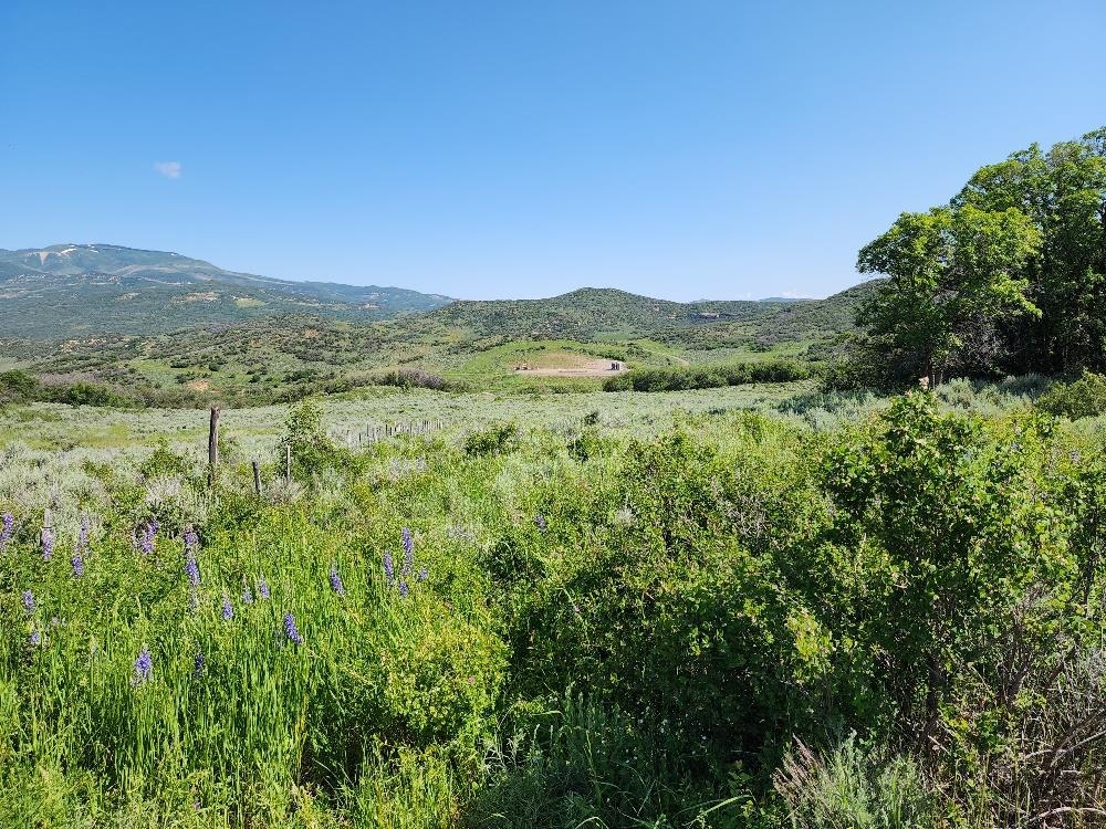 Lot 18 Harrison Creek Road Collbran, CO 81624 - Photo 9 of 30 a view of a lush green forest with trees in the background