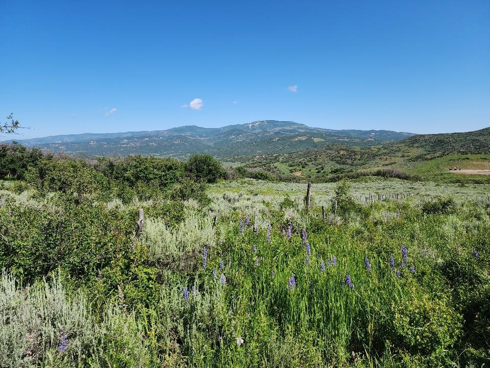 Lot 18 Harrison Creek Road Collbran, CO 81624 - Photo 10 of 30 a view of a lush green outdoor space with a lake view