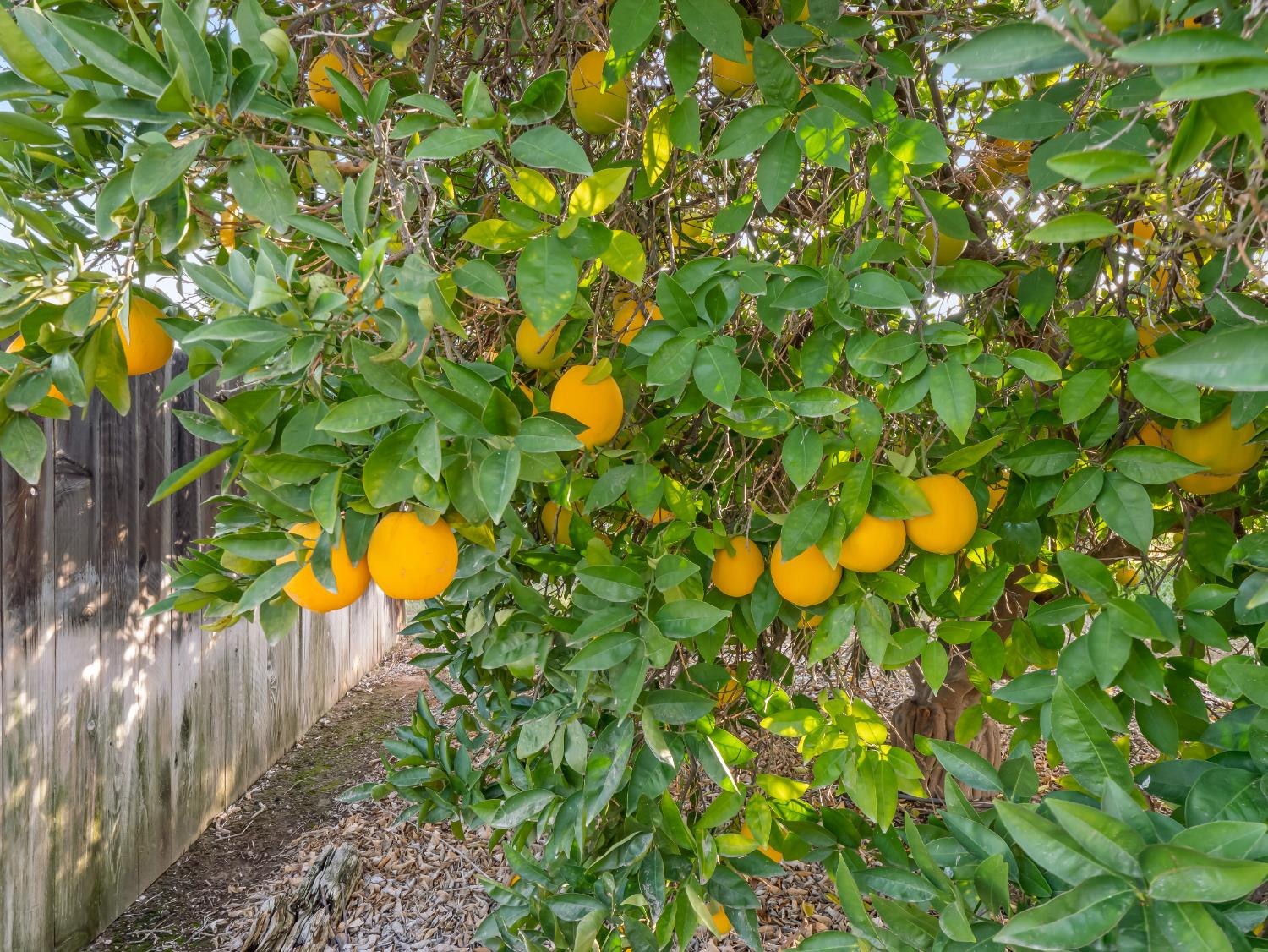 16787 Paula Road Madera, CA 93636 - Photo 23 of 52