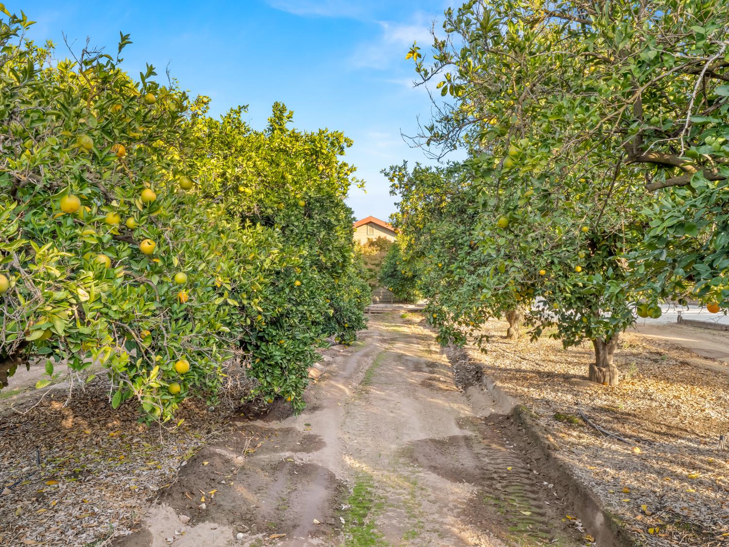 16787 Paula Road Madera, CA 93636 - Photo 25 of 52