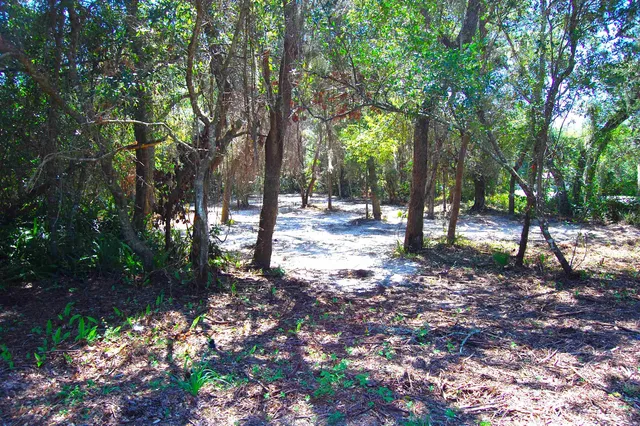 a view of a forest with trees