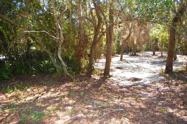 a view of a yard with trees