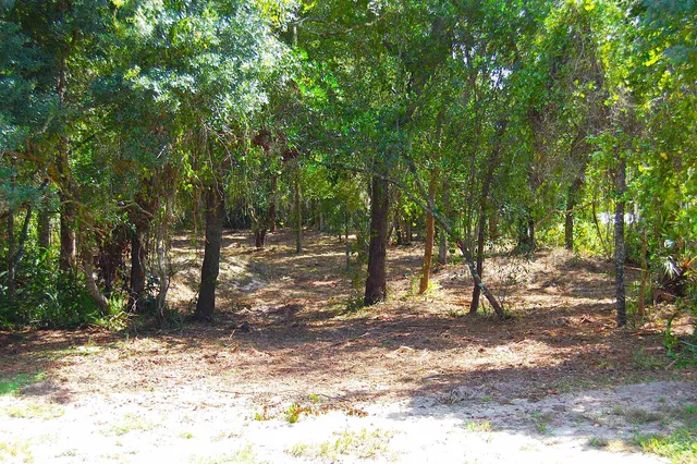 a view of a tree in the middle of a yard