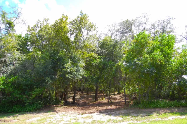 a view of outdoor space with lots of trees