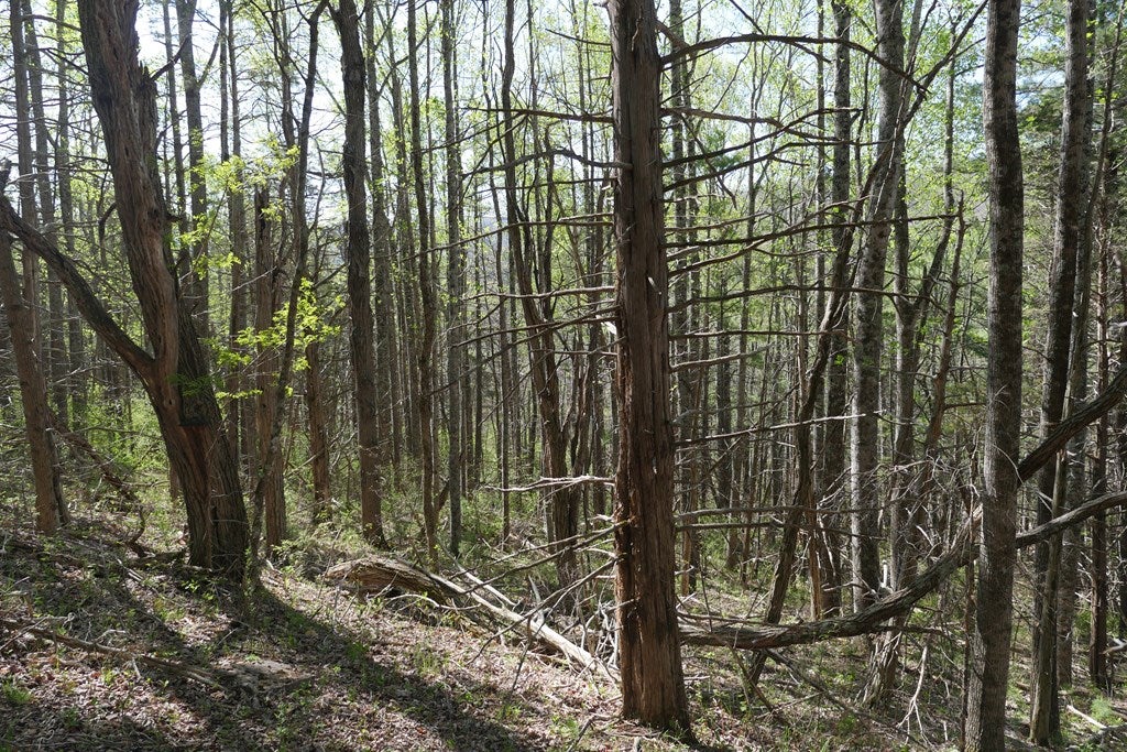 Tbd Camp Road Sugar Grove, VA 24375 - Photo 25 of 67 Gallery Image 25