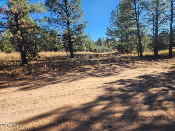 a view of a yard with large trees