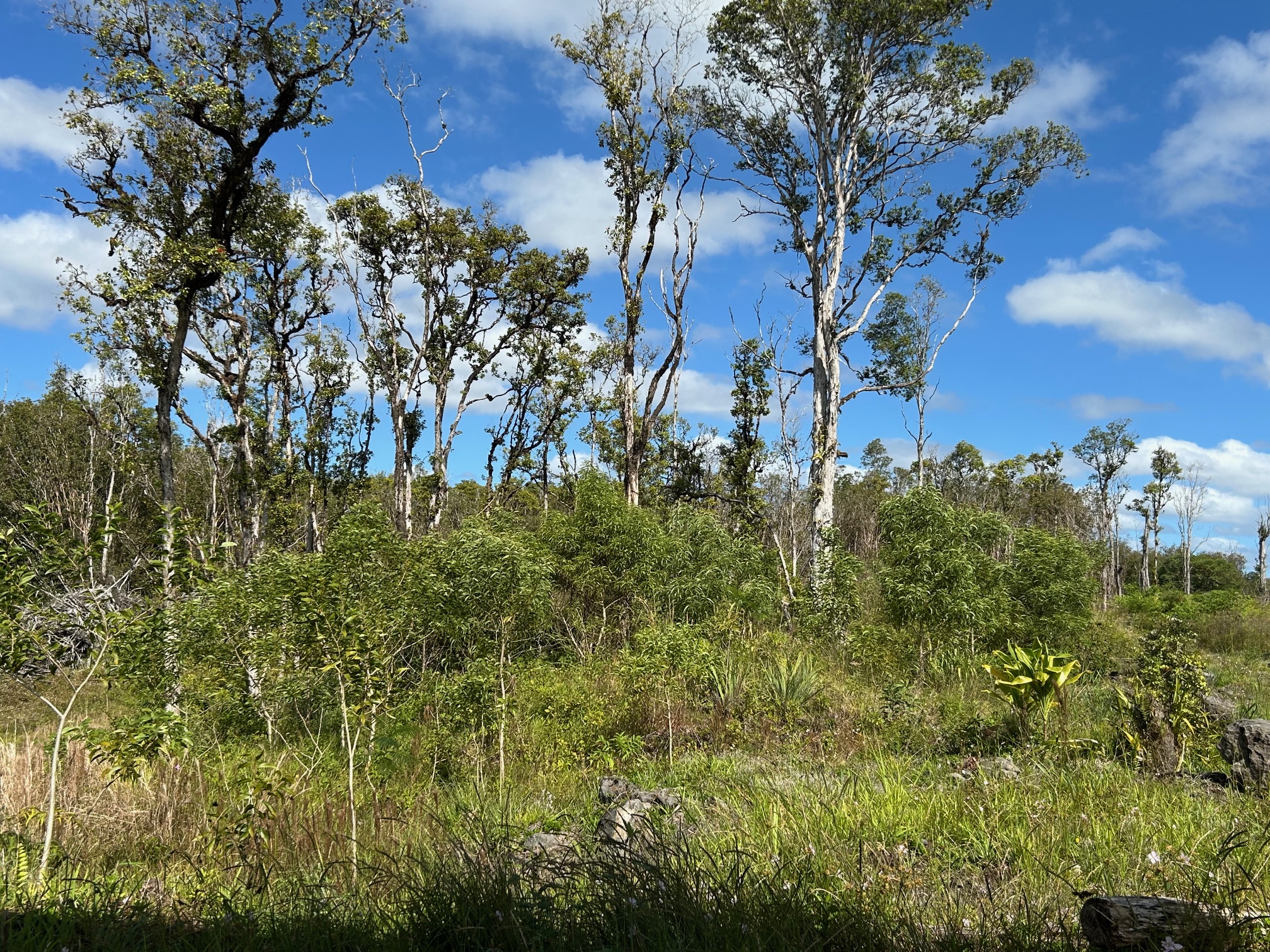 18-1309 Lot 10-d Ihope Rd Mountain View Mountain View, HI 96771 - Photo 12 of 17 a view of a bunch of trees
