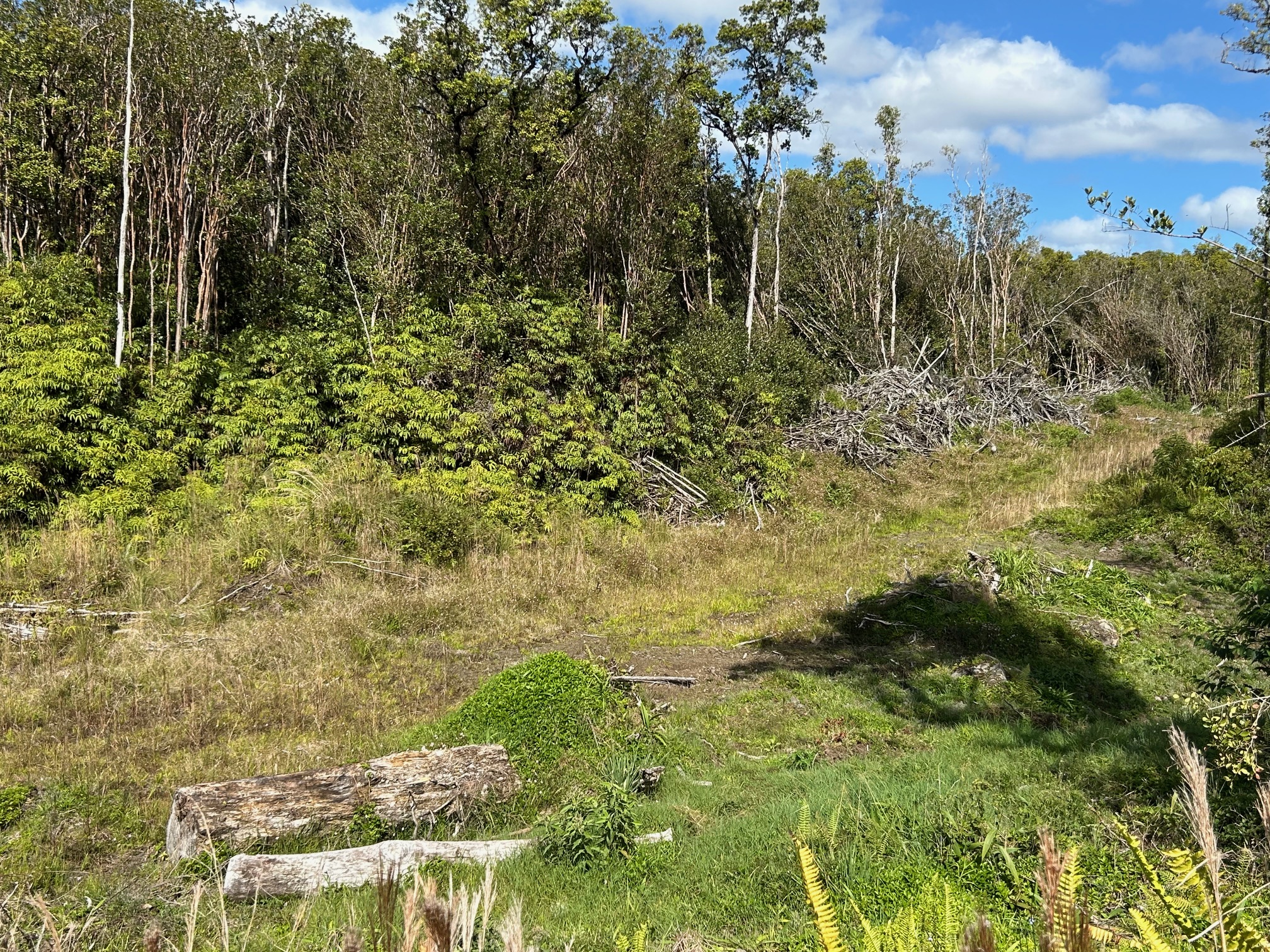18-1309 Lot 10-d Ihope Rd Mountain View Mountain View, HI 96771 - Photo 13 of 17 a view of a yard with plants and large trees