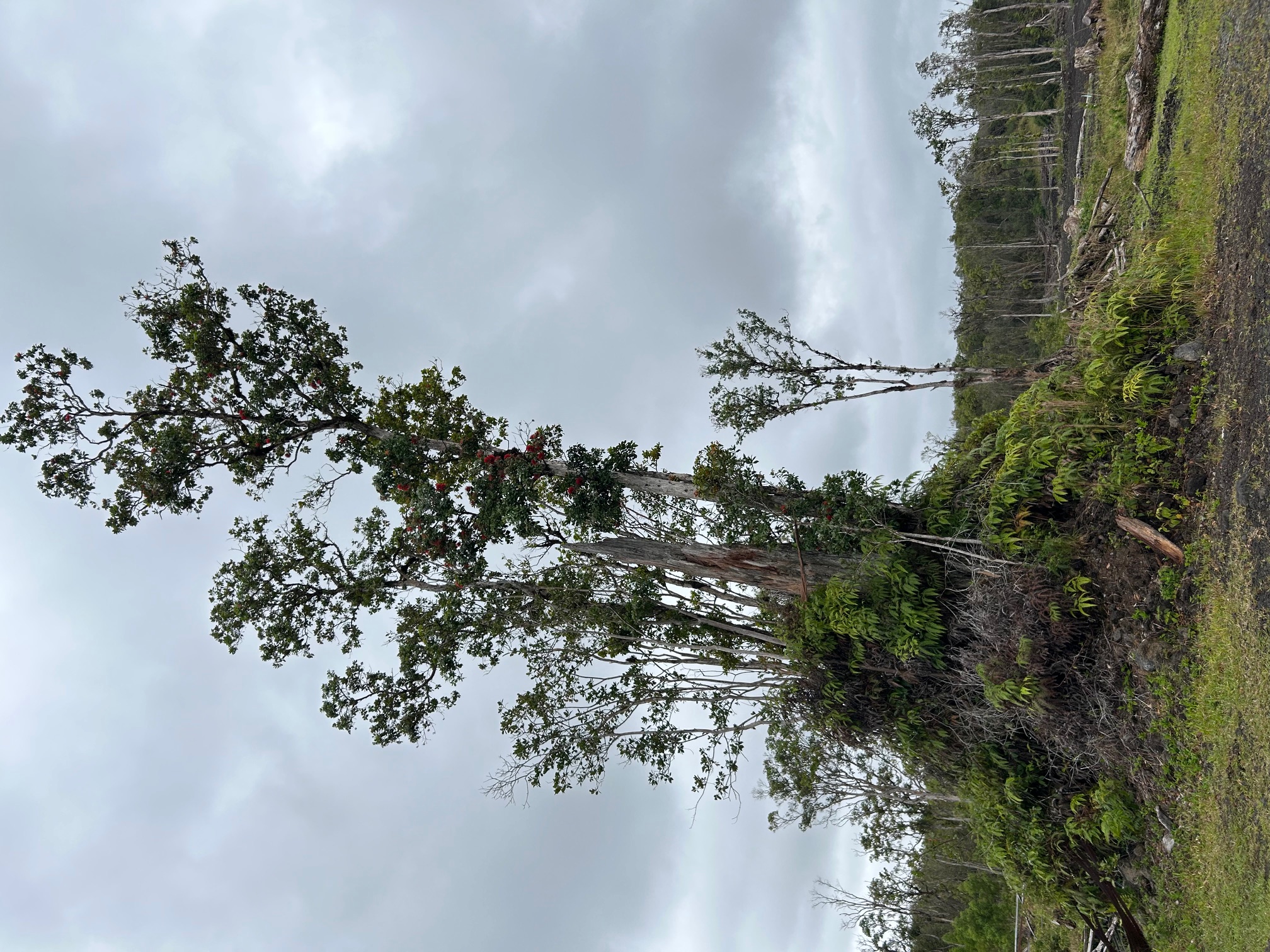 18-1309 Lot 10-d Ihope Rd Mountain View Mountain View, HI 96771 - Photo 15 of 17 a view of a golf course with a tree