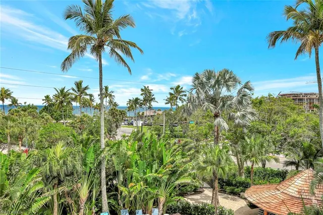 a view of a palm tree