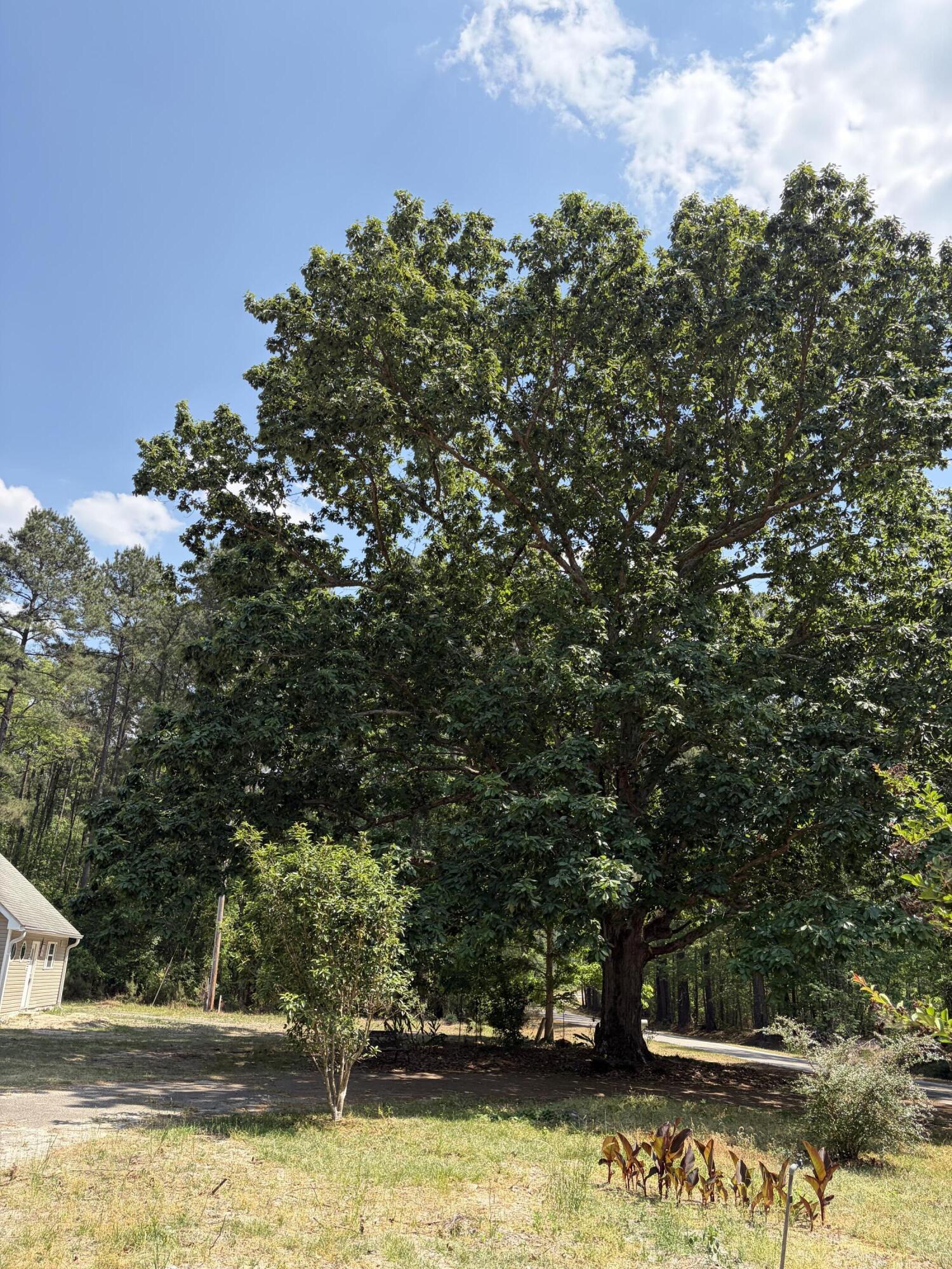2022 Lumber Road Ruffin, SC 29475 - Photo 18 of 51 IMG_0119