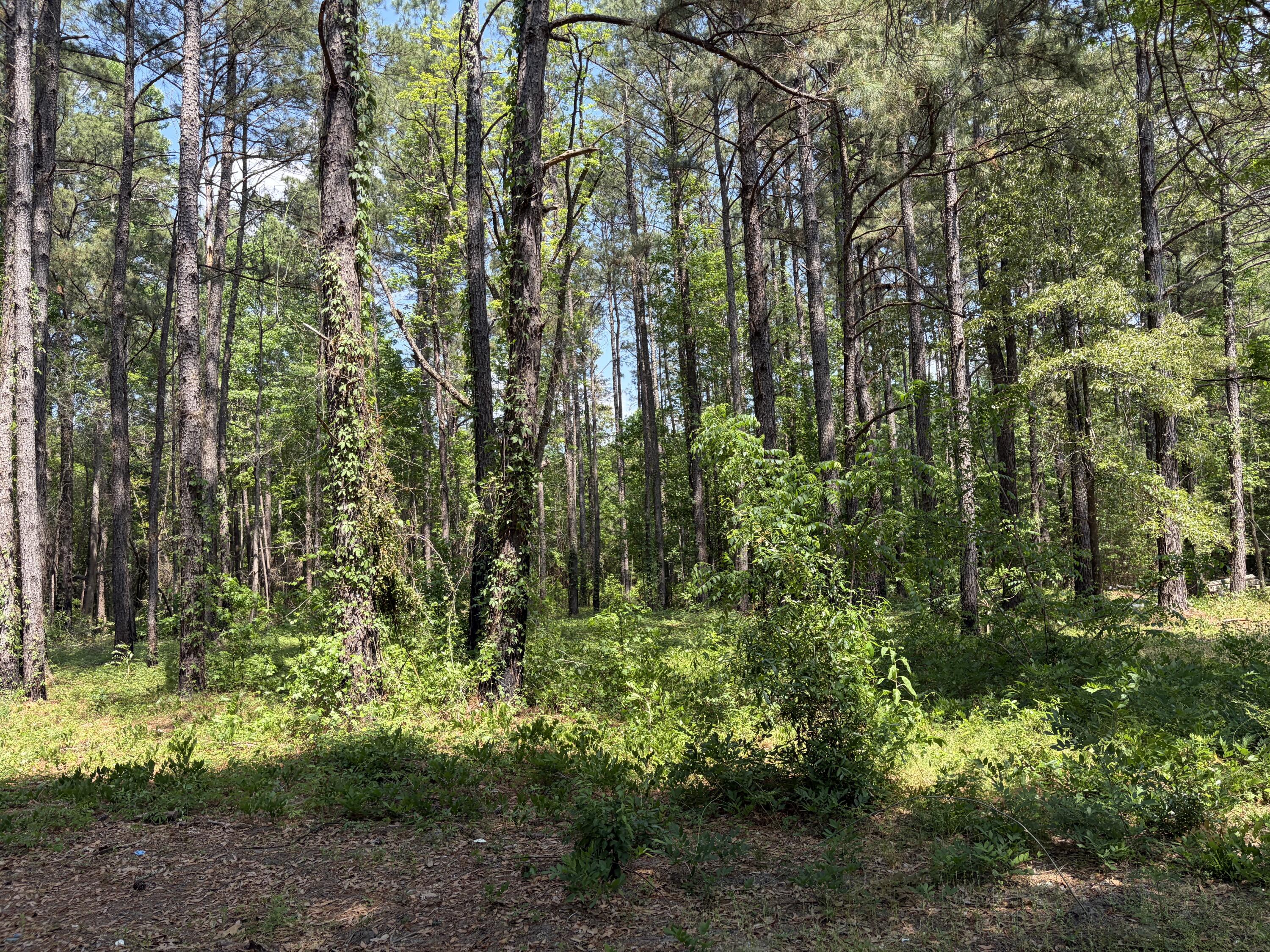 2022 Lumber Road Ruffin, SC 29475 - Photo 24 of 51 IMG_0154