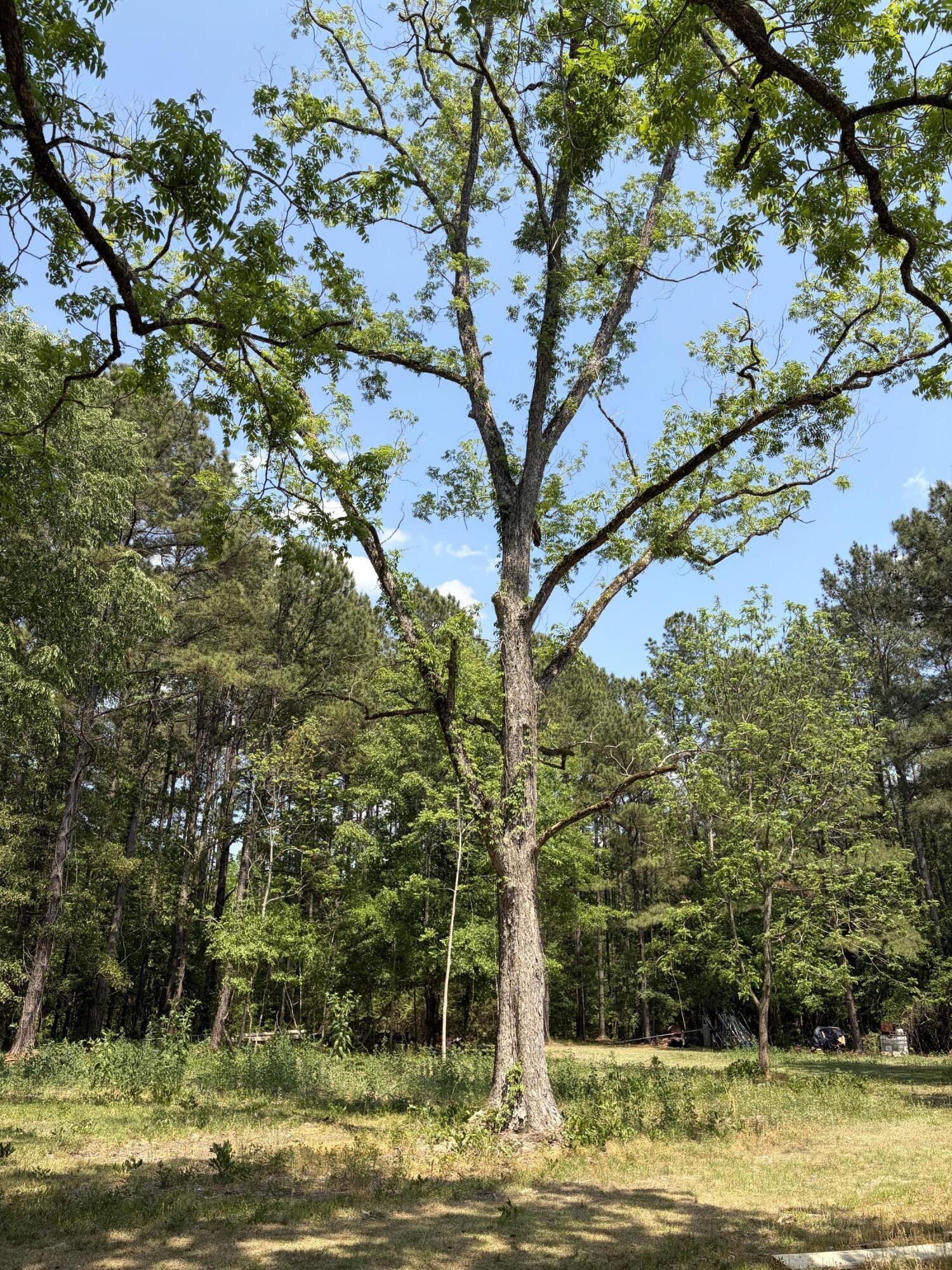 2022 Lumber Road Ruffin, SC 29475 - Photo 26 of 51 IMG_0141