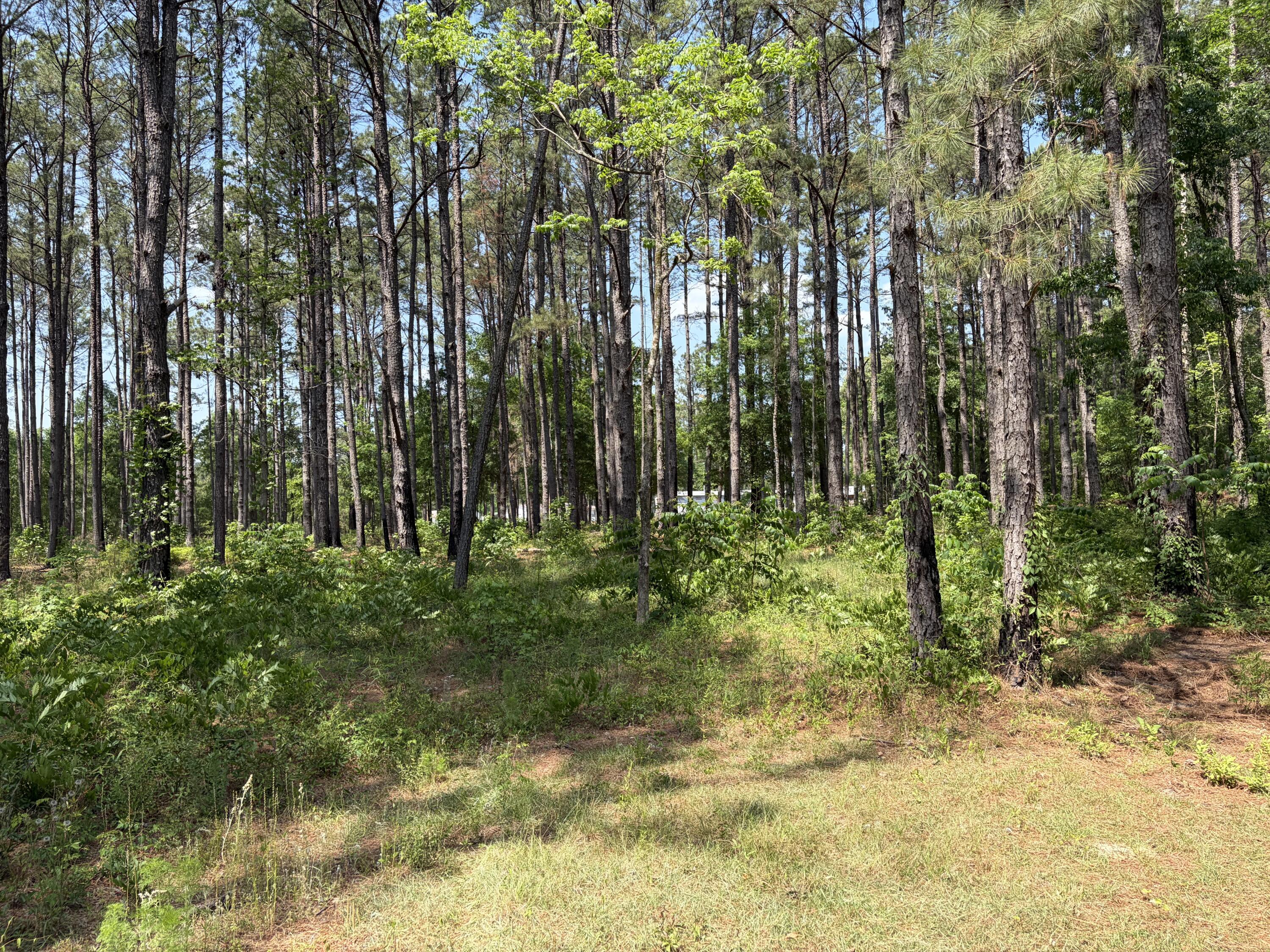 2022 Lumber Road Ruffin, SC 29475 - Photo 45 of 51 IMG_0149