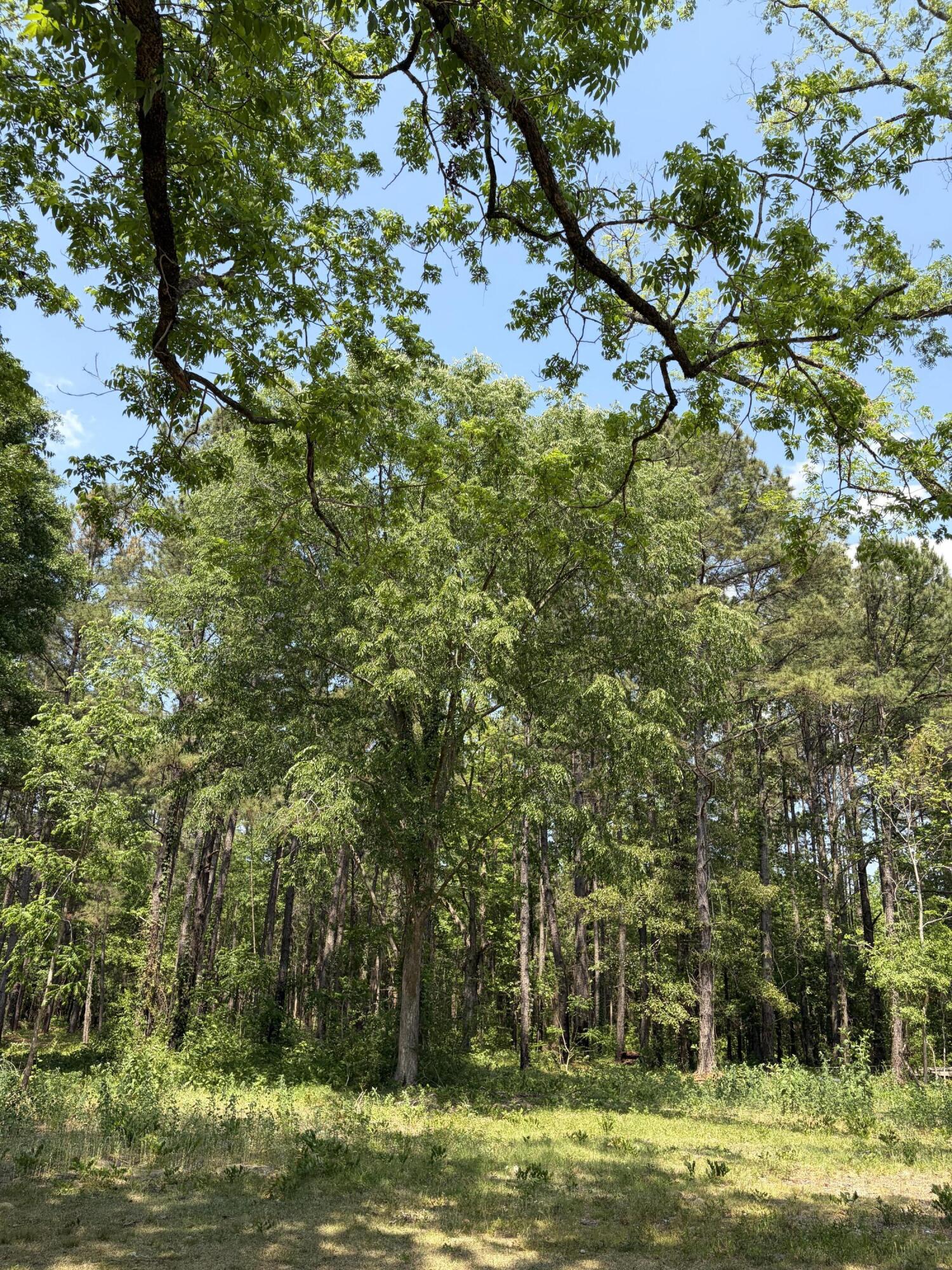 2022 Lumber Road Ruffin, SC 29475 - Photo 50 of 51 IMG_0142 (1)