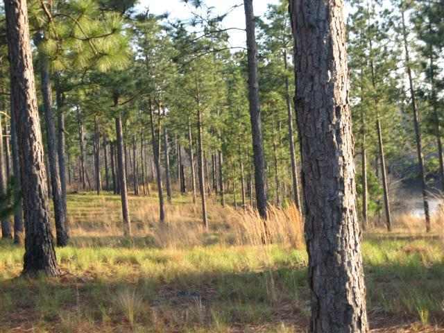 Tbd Calloway Road Raeford, NC 28376 - Photo 1 of 2 Primary Photo