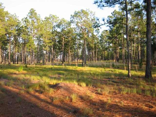 Tbd Calloway Road Raeford, NC 28376 - Photo 2 of 2 Additional Photo