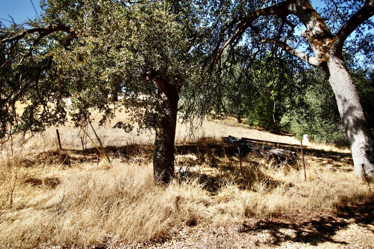 6923 Sagittarius Road Placerville, CA 95667 - Photo 8 of 13 a view of a yard with a tree
