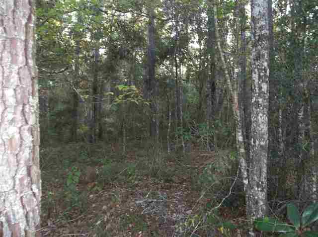 126 Will Road Monticello, FL 32344 - Photo 1 of 7 Gallery Image 1