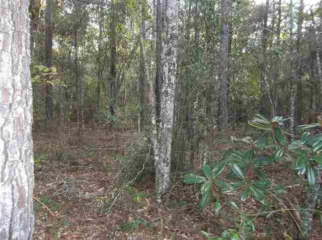 126 Will Road Monticello, FL 32344 - Photo 4 of 7 Gallery Image 4