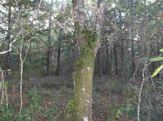 126 Will Road Monticello, FL 32344 - Photo 5 of 7 Gallery Image 5