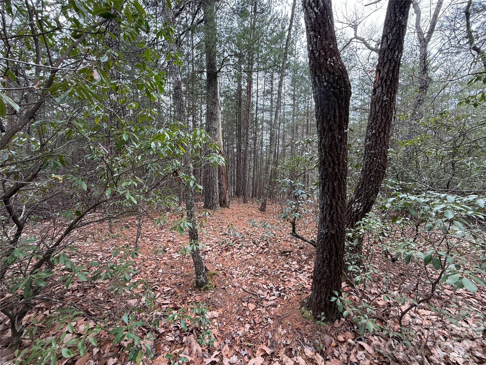 Tbd Deer Antler Road, Unit 82 Purlear, NC 28665 - Photo 6 of 37