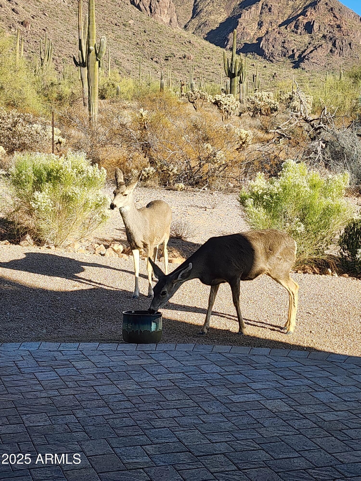 1255 North Holmes Road Apache Junction, AZ 85119 - Photo 8 of 72 Visitors