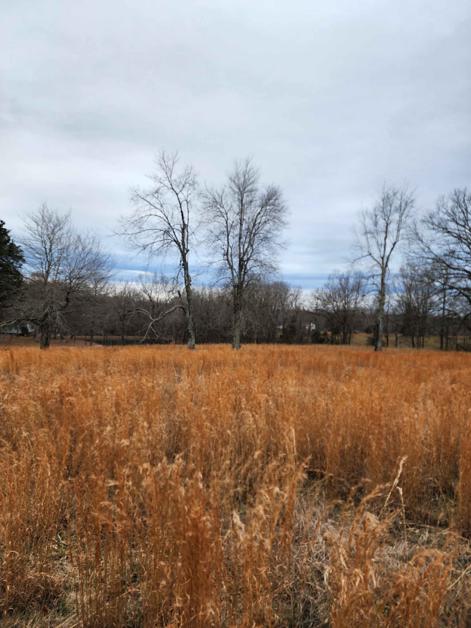 0 Jason Chapel Road Dickson, TN 37055 - Photo 8 of 8