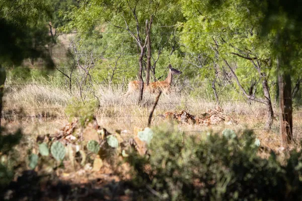 $2,350,000 | 1895 North US Highway 87, Mason, TX 76856