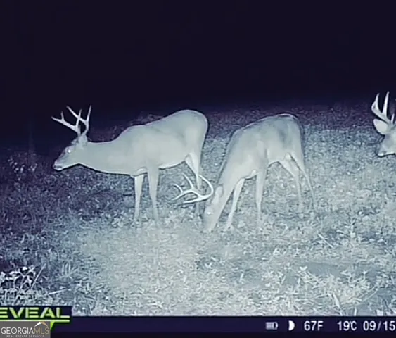 a view of a wooden floor in a backyard