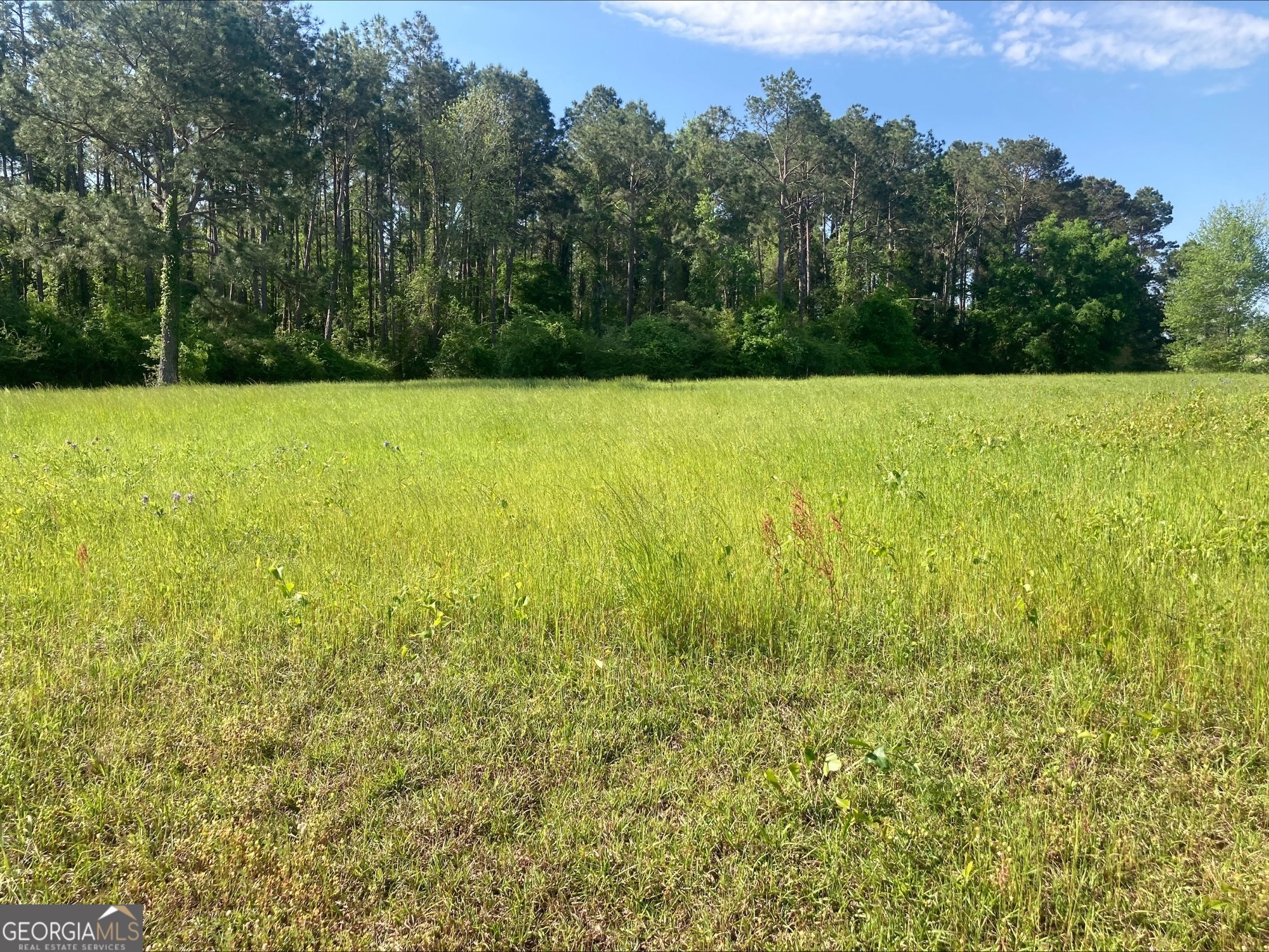 76-001 Tifton Eldorado Road Tifton, GA 31793 - Photo 14 of 14 a view of a garden with a tree in the background