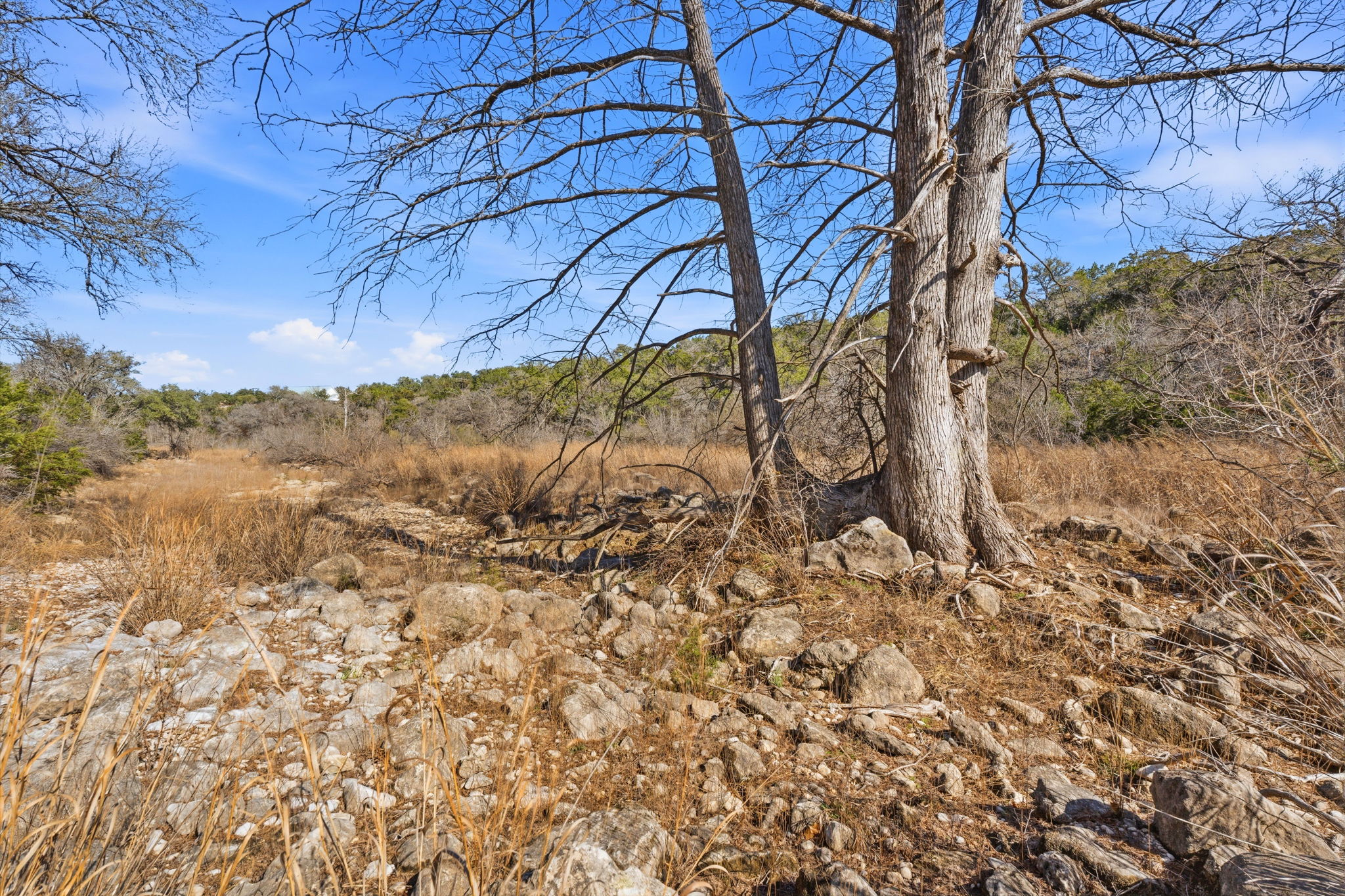 1081 Clark Cove Road Buda, TX 78610 - Photo 9 of 29 These are Cypress trees growing along the creek bed