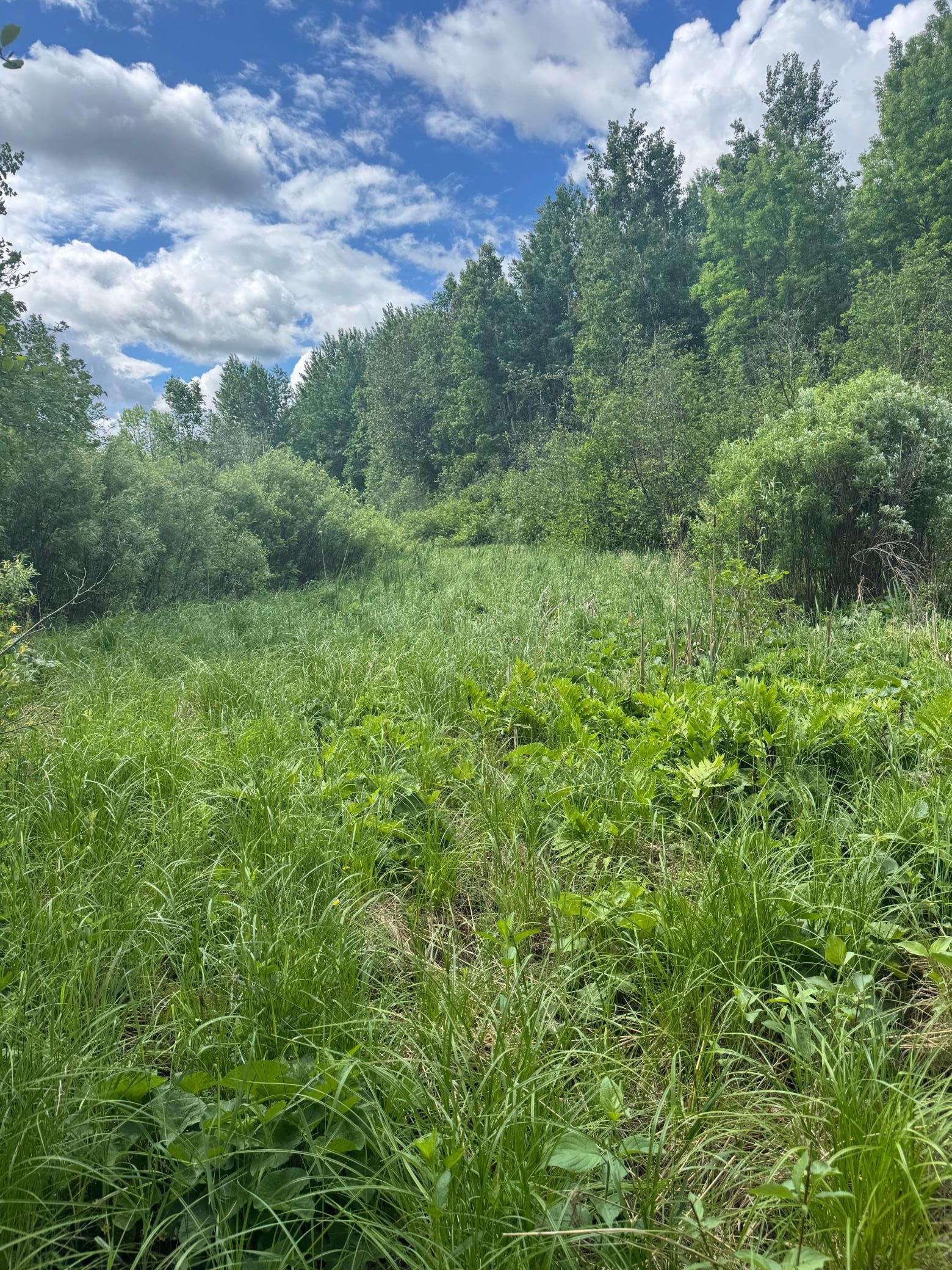 Tbd242.25 Lavell Road Meadowlands, MN 55765 - Photo 47 of 58