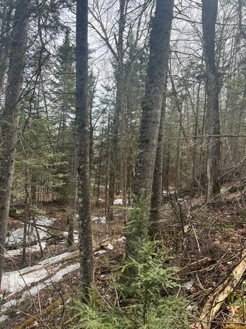 Lot 2 Back Ridge Road Houlton, ME 04730 - Photo 10 of 31 IMG_4483