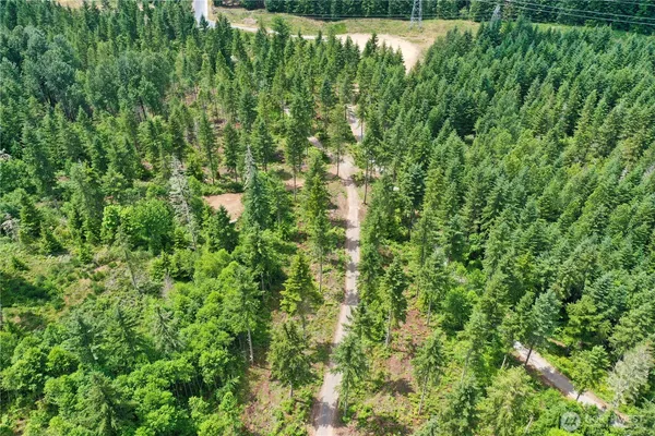 a view of a lush green forest with trees in the background