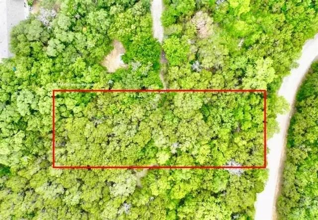 a view of a large yard with plants and large trees