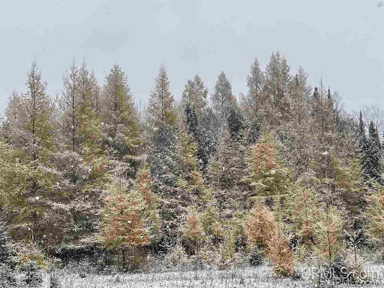 Tbd North Kendall Road Manistique, MI 49854 - Photo 5 of 17 Gallery Image 5