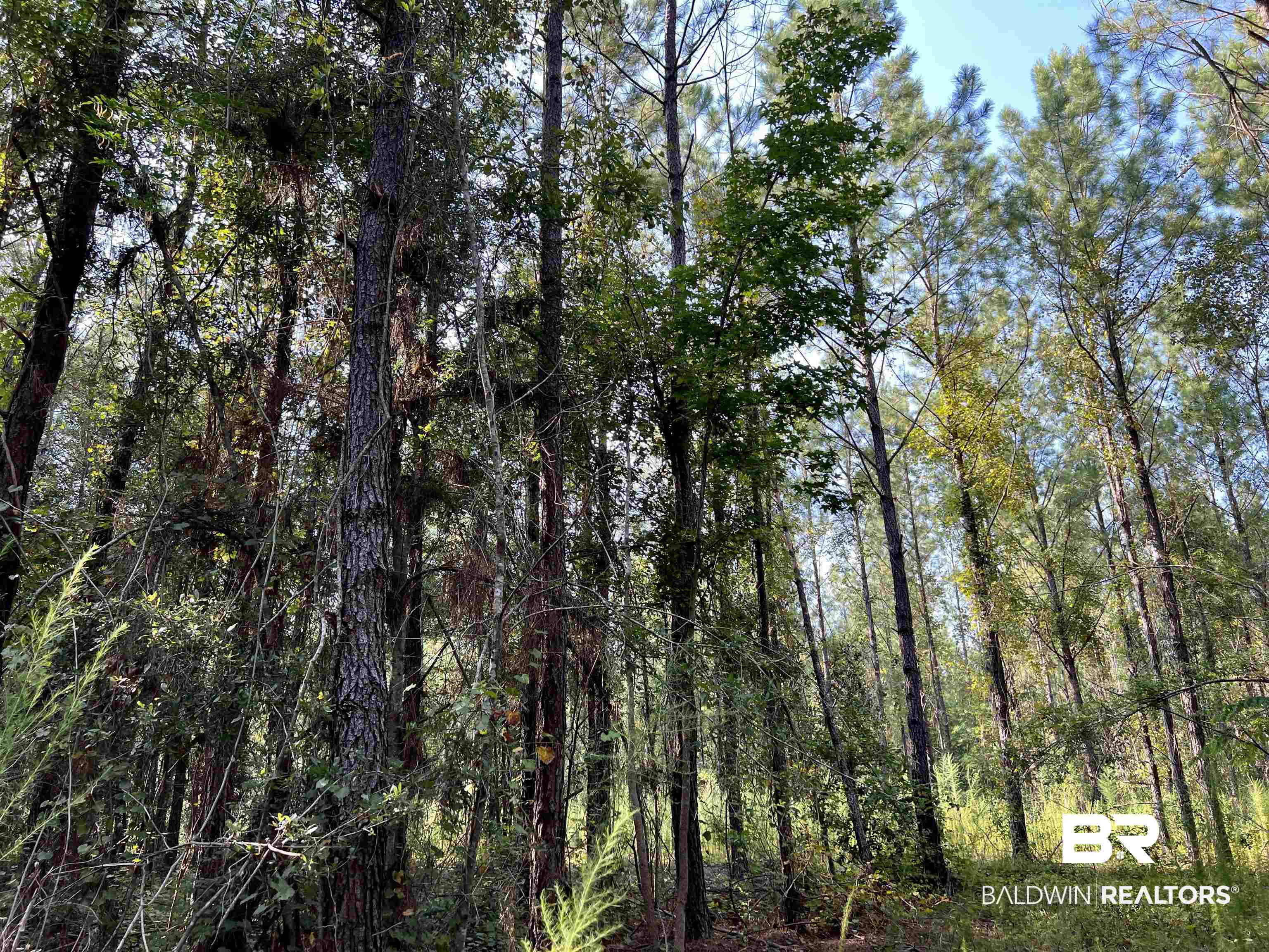 0 County Road 11 Repton, AL 36475 - Photo 24 of 34