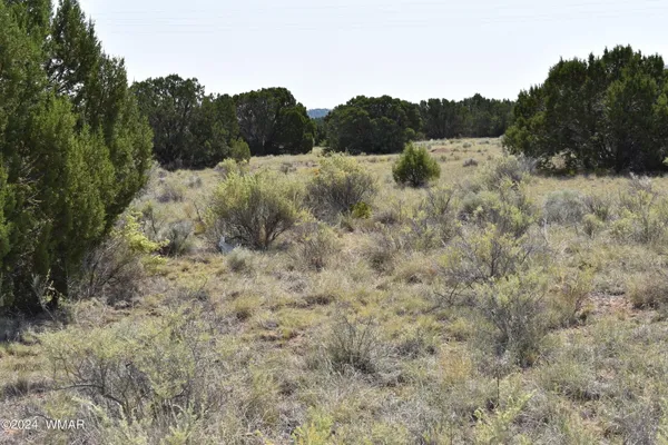 a view of a forest with a tree in the background