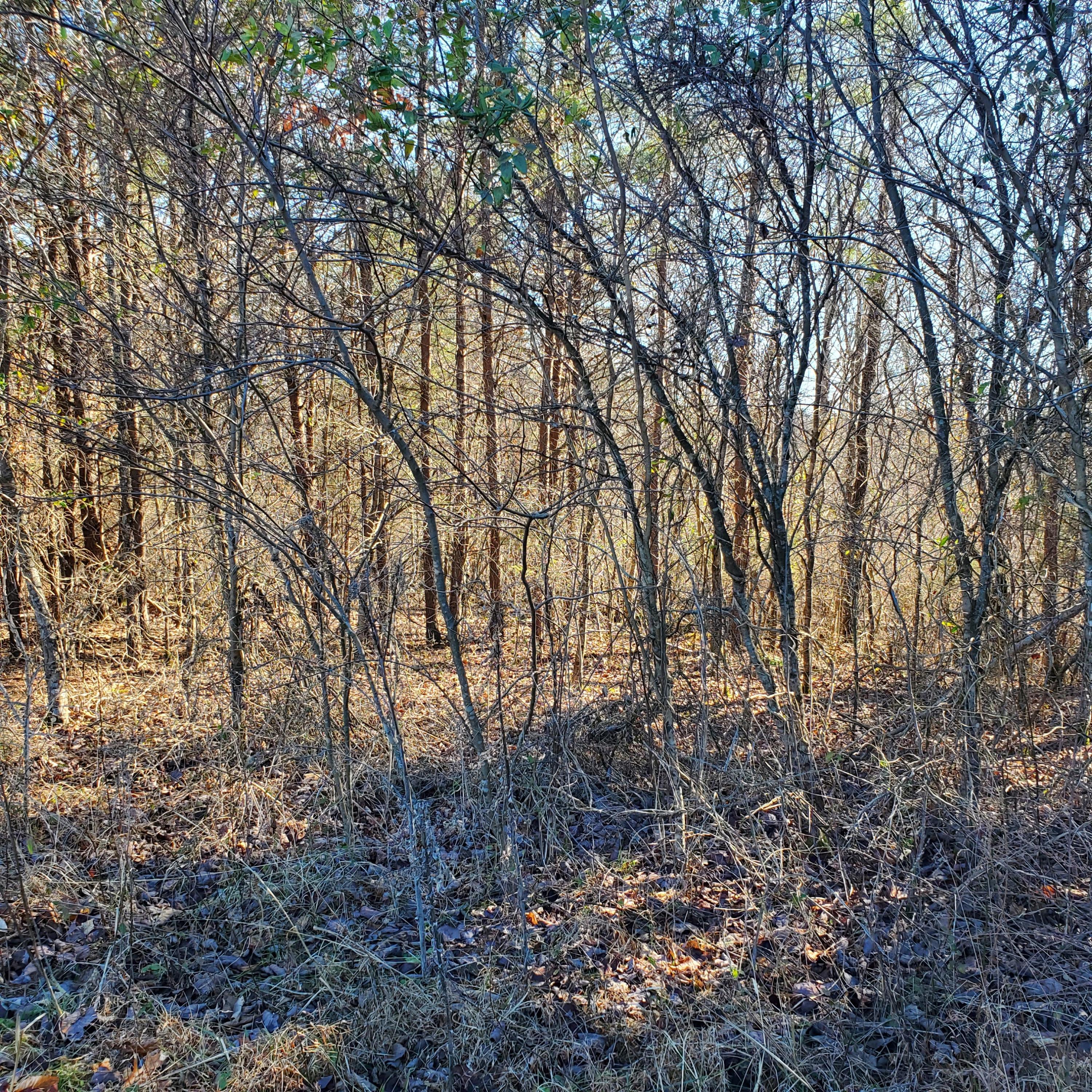 0 Flanagan Road Jamestown, KY 42629 - Photo 6 of 10 20210122_124346