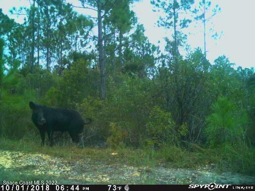D D Johnson Mims, FL 32754 - Photo 2 of 25 IMG_1155